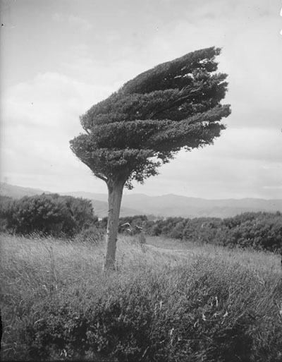 arbre vent